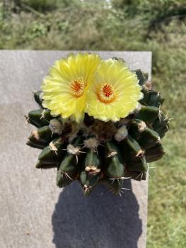 Wigginsia malacocarpus